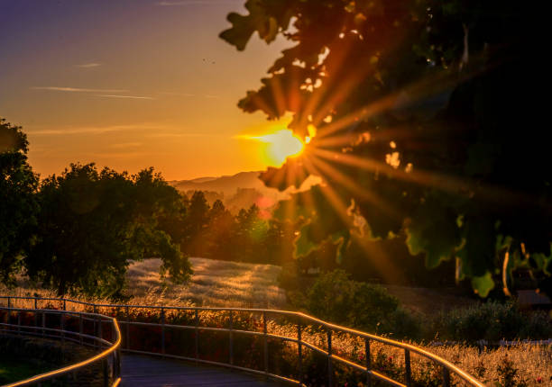 Landscape with a sun flare at sunset in Napa Valley, California, USA stock photo