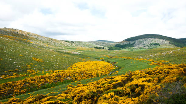 Landscape with flowering broom in Mont Lozère - France Flowering broom in Mont Lozère, Cevennes National Park, France cevennes national park stock pictures, royalty-free photos & images