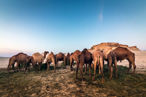 Landscape with group of camels in Al-Sarar desert, SAUDI ARABIA. stock photo