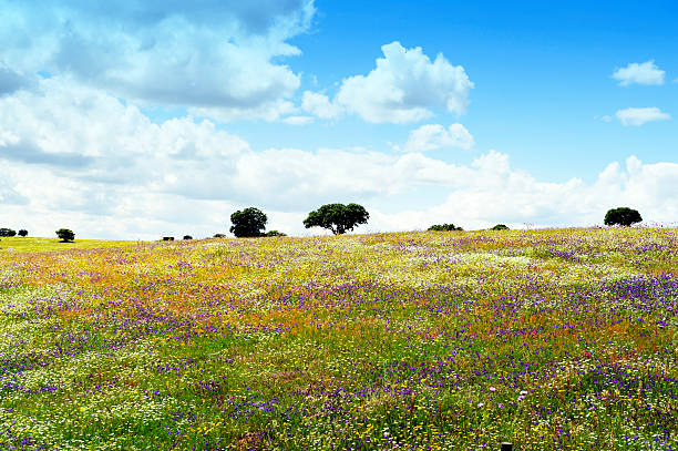 paisagem com várias larvas multi flores silvestres e cortiça árvores, alentejoportugal_regions.kgm, portugal - alentejo imagens e fotografias de stock