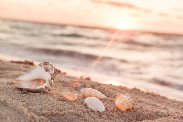 Landscape With Shells On Tropical Beach In The Morning stock photo