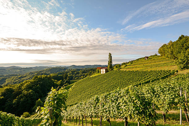 Landscape with wine grapes in the vineyard before harvest stock photo