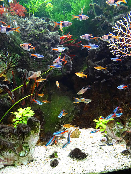 Landscaped freshwater tropical aquarium fish-tank, Neon-tetra fish, guppies, harlequin-rasbora Photo showing a freshwater tropical fish tank, landscaped with rocks, plastic plants and artificial seaweed / tree coral, resin barnacles and coral sand to appear like a marine aquarium. Pictured swimming in the foreground of the aquarium are various small tropical fish and shrimp, including: guppy stock pictures, royalty-free photos & images