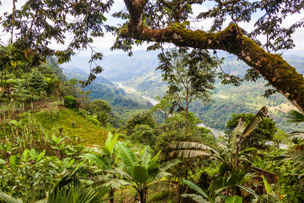 Landscapes of the Andean Choco stock photo
