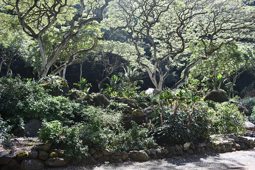 Landscapes Of Waimea Valley Botanical Garden And Falls Oahu Hawaii