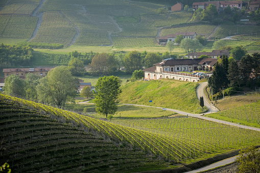Roero-Langhe in Spring. Vinery among vineyards