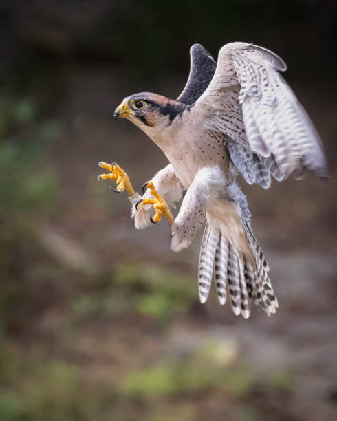 Lanner Falcon Lanner falcon landing. bird of prey stock pictures, royalty-free photos & images