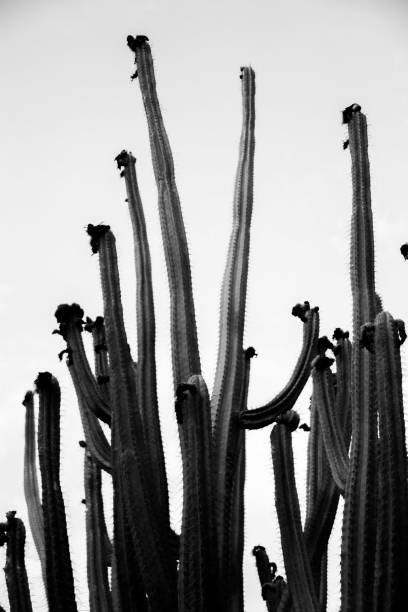 Lanzarote - Cactus Garden stock photo