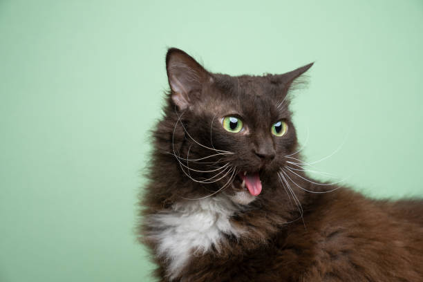 laperm cat looking disgusted or displeased sticking out tongue  cat laperm stock pictures, royalty-free photos & images