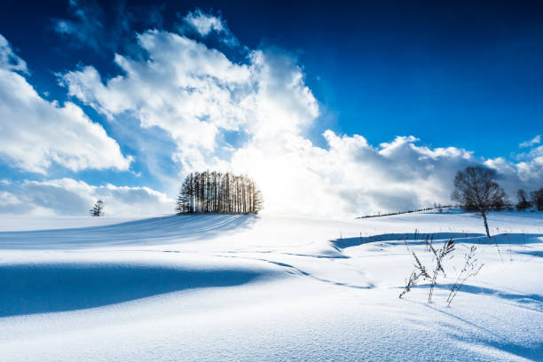 het bos van de lariks op de sneeuw heuvel en de blauwe hemel in biei - hokkaido stockfoto's en -beelden