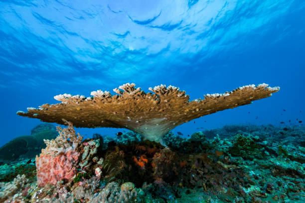 duży koral stołowy acropora na wyspie manuk, morze banda, indonezja - snake island zdjęcia i obrazy z banku zdjęć