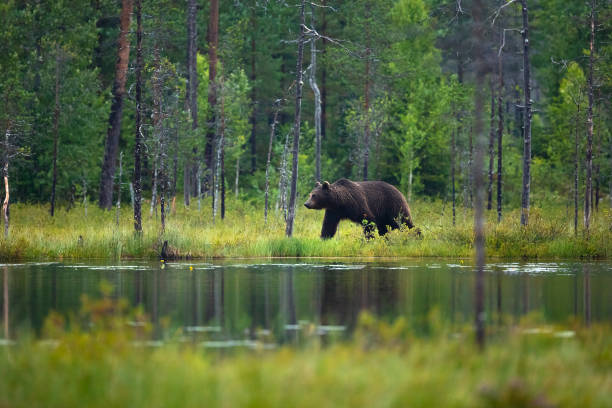 Large adult brown bear walking in the forest stock photo