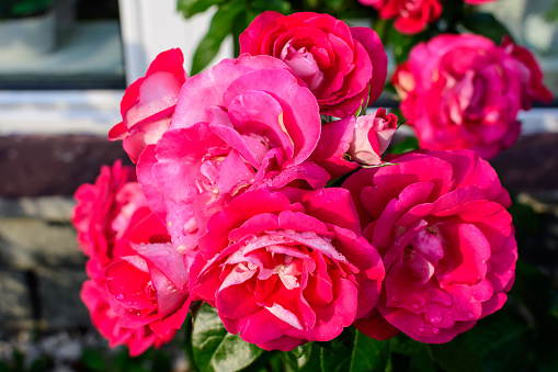 Large and delicate vivid pink roses in full bloom with water drops in a summer garden, in direct sunlight, with blurred green leaves in the background