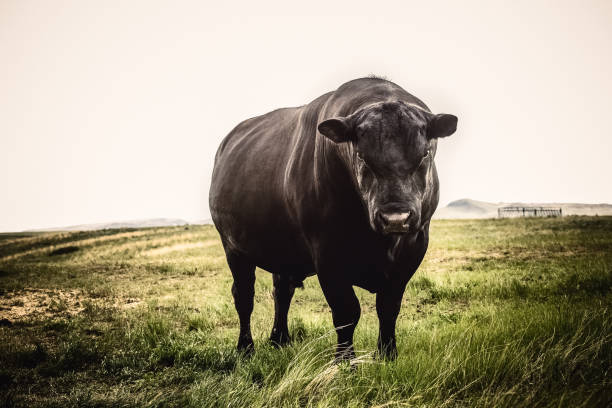 Large Black Angus bull close up with stern expression on his face, standing on Montana prairie grass A big Black Angus bull standing on green Montana prairie looking toward camera with serious expression. High resolution color photograph with no people. Horizontal composition. istock images stock pictures, royalty-free photos & images