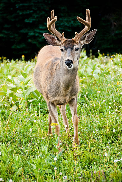 Large Blacktail Buck Walking Toward Camera The Blacktail Deer (Odocoileus hemionus) lives on the edge of the forest, as the dark interior lacks the underbrush and grasses the deer prefers as food, and completely open areas lack the hiding spots and cover it prefers for harsh weather. Deer are most often seen grazing in the early morning and evening when the temperature is cooler. This large blacktail buck was photographed on Hurricane Hill in Olympic National Park near Port Angeles, Washington State, USA. jeff goulden deer stock pictures, royalty-free photos & images