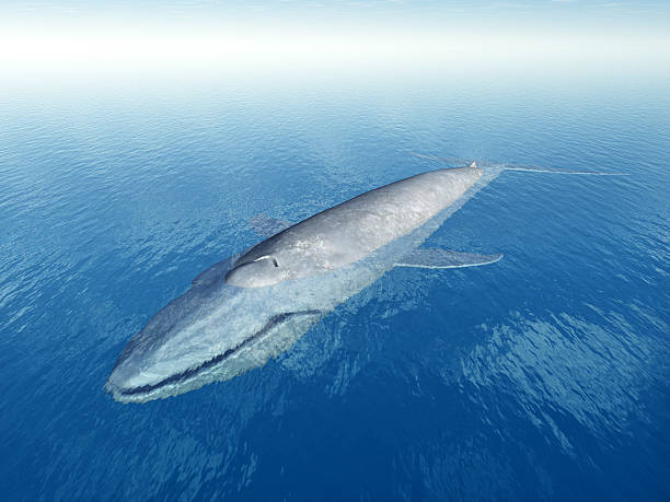 large blue whale swimming in the sea - blue whale bildbanksfoton och bilder