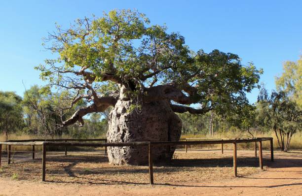 Large Boab tree, once used for a holding prison in outback australia stock photo