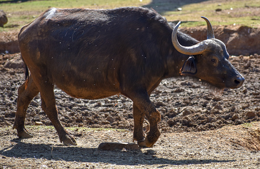 bølge ulykke Græsse A Large Brown African Buffalo Cow Stock Photo - Download Image Now - iStock