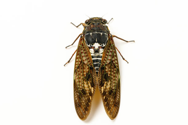 Large brown cicada stock photo