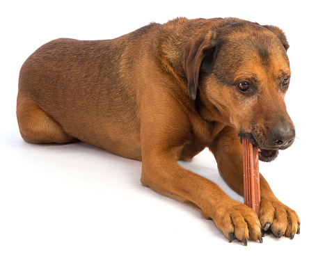 Large Brown Dog With Short Hair Eating A Stick To Chew Stock Photo