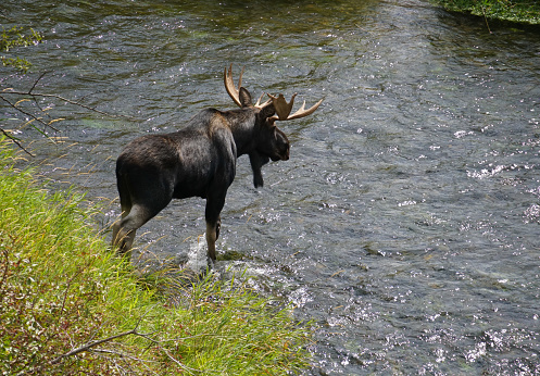 A large Bull Moose meanders across a swift flowing river during the middle of the day.