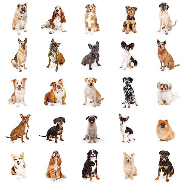 Large Collection of Common Breed Dogs Large group of common purebred dogs sitting. Square format can be made into repeating pattern purebred dog stock pictures, royalty-free photos & images
