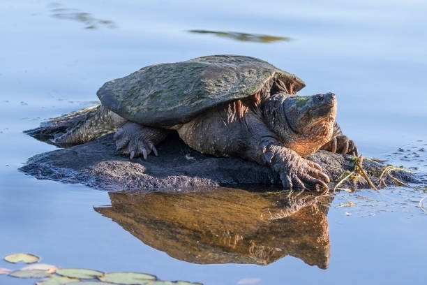 Large Common Snapping Turtle basking on a rock stock photo