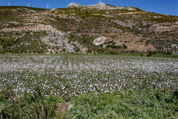 Large cotton field in Turkey stock photo