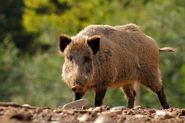 large curious boar large curious wild boar coming towards the camera ( Sus scrofa ) domestic pig stock pictures, royalty-free photos & images