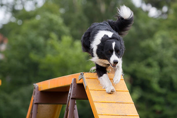 large dog running down bridge in agility competition - agility stockfoto's en -beelden