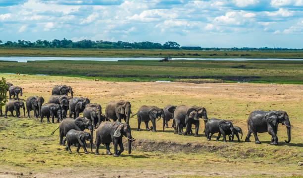 Large elephant herd taking a bath in the Chove river, Chobe Riverfront, Serondela, Chobe National Park, Botswana stock photo
