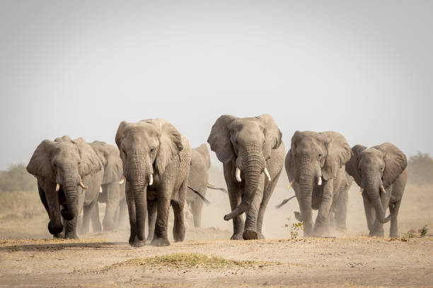 Large elephant herd walking in dust in Savuti in Botswana Large elephant family walking in dust in Savuti in Botswana herd stock pictures, royalty-free photos & images