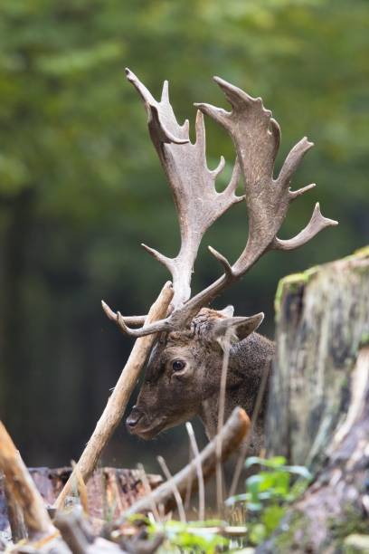 Large fallow deer shaking out antlers against branch stock photo
