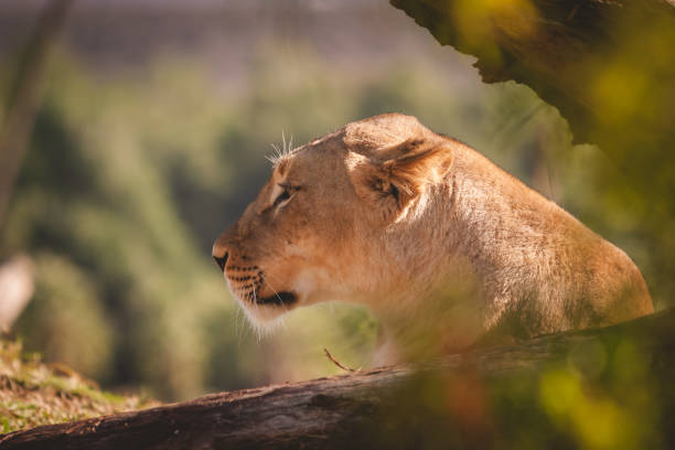 Large female lion looking into the distance stock photo