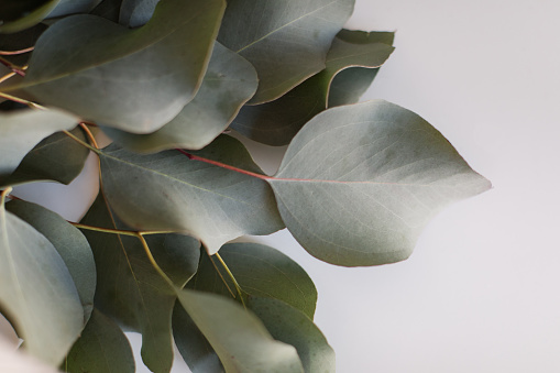 Gorgeous Sage-green Large Flat-Leaf Eucalyptus with a white neural background in bright natural light.