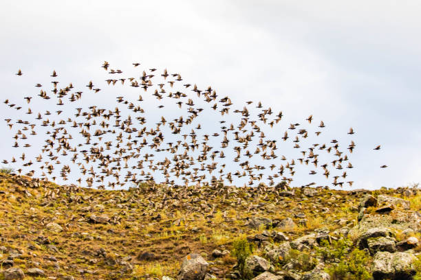 Large flock of birds migrating for winter at day stock photo