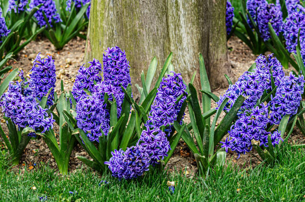 stor blomsterbädd av blommande blå geocynts - red hyacinth bildbanksfoton och bilder