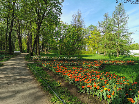 A large flowerbed with red tulips along the path on a sunny spring day among the trees. The festival of tulips on Elagin Island in St. Petersburg.
