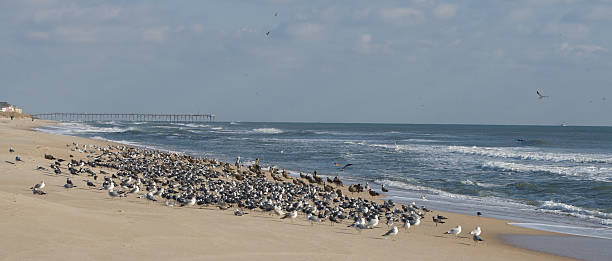 Large gathering of birds on Carolina Beach NC  carolina beach north carolina stock pictures, royalty-free photos & images