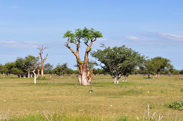 A large grassy field with unusual looking moringa trees stock photo