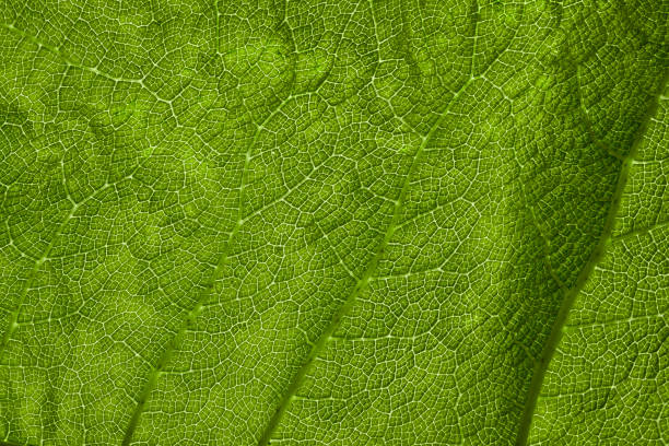Large green leaf detail stock photo