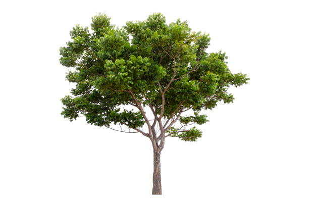 Large green tree, Neem tree isolated on white background, clipping path stock photo