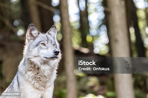 istock Large grey wolf looking after rivals and danger in the forest 1305022981