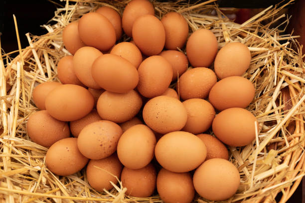 Large group of egg stacked on straw stock photo