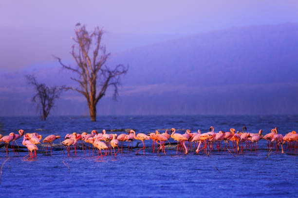 Large group of pink flamingoes in the lake Nakuru Big group of flamingos standing in lake during the rain in Kenya Nakuru national park, Africa lake nakuru national park stock pictures, royalty-free photos & images