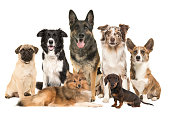 istock Large group of various breeds of dogs together on a white background 1278389684