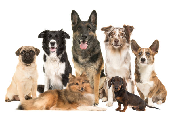 Large group of various breeds of dogs together on a white background stock photo