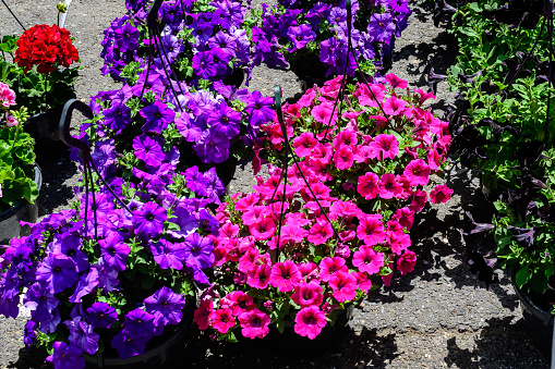 Large group of vivid pink and purple Petunia axillaris flowers and green leaves in garden pots at a market in a sunny summer day