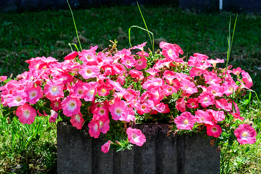 Large group of vivid pink Petunia axillaris flowers and green leaves in a garden pot in a sunny summer day