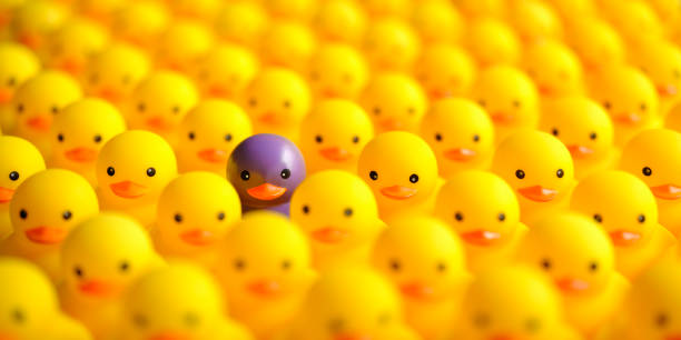 Grand groupe de canards en caoutchouc jaune, avec un canard en caoutchouc violet contrasté différent parmi le groupe, se dét écartant de la foule. - Photo